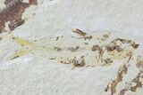 Three Knightia Fossil Fish - Wyoming #108669-4